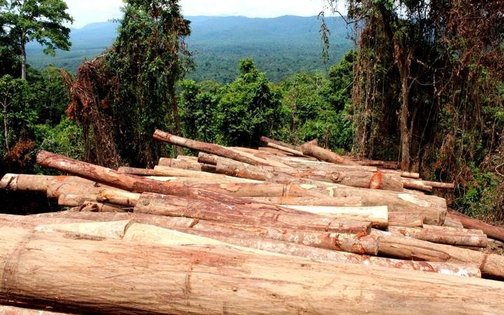 agro-forestry
