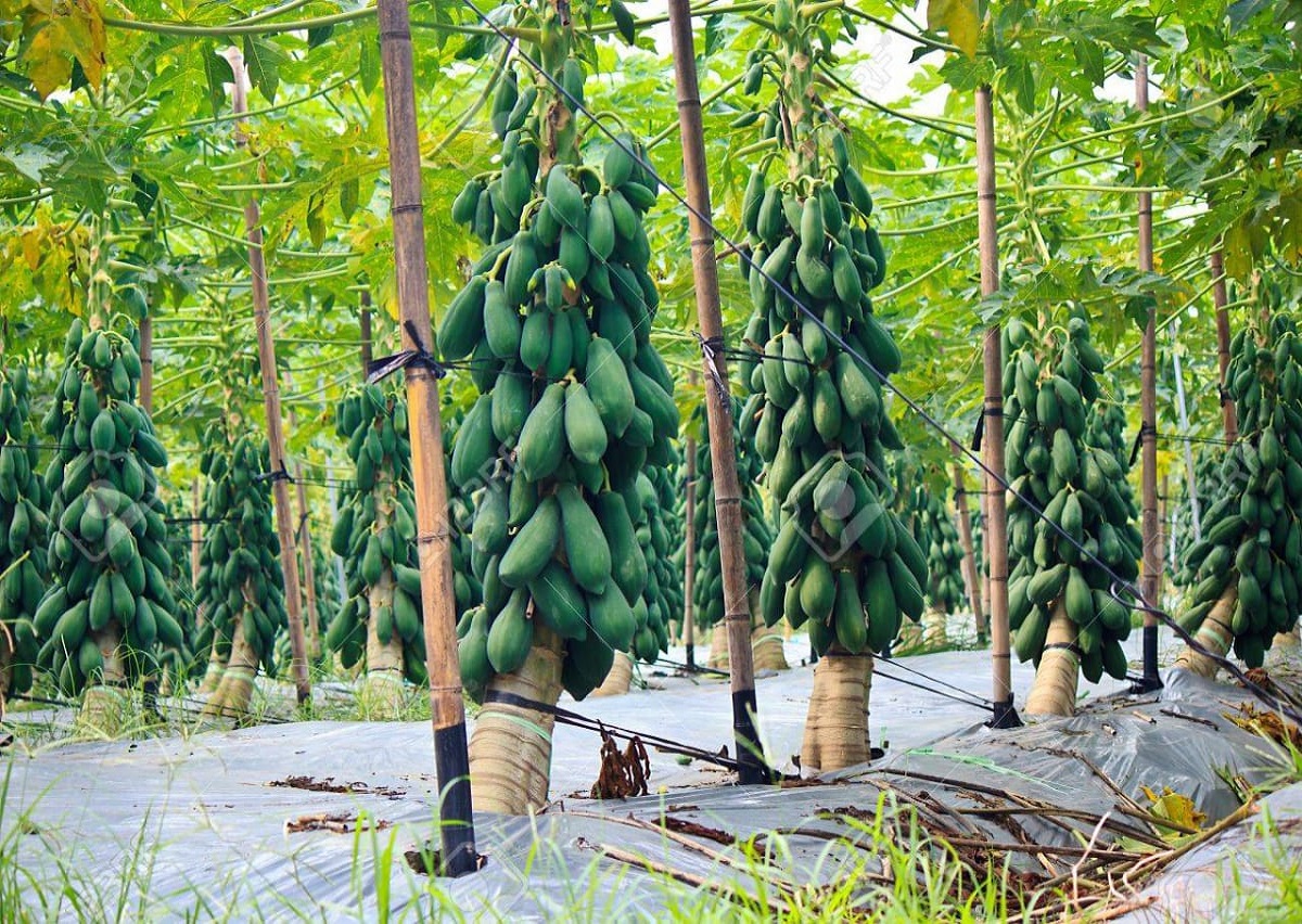 agro-farming