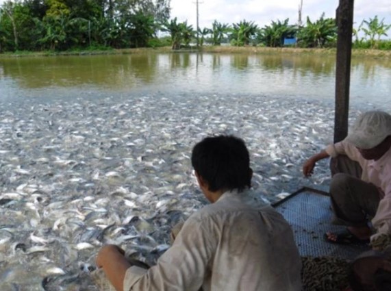 Fishery