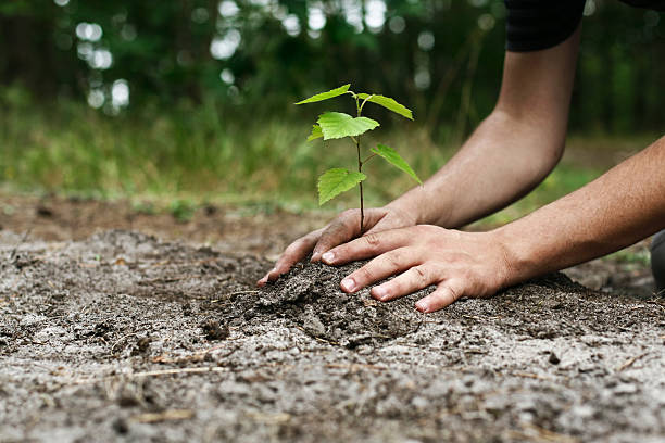 agro-forestry1