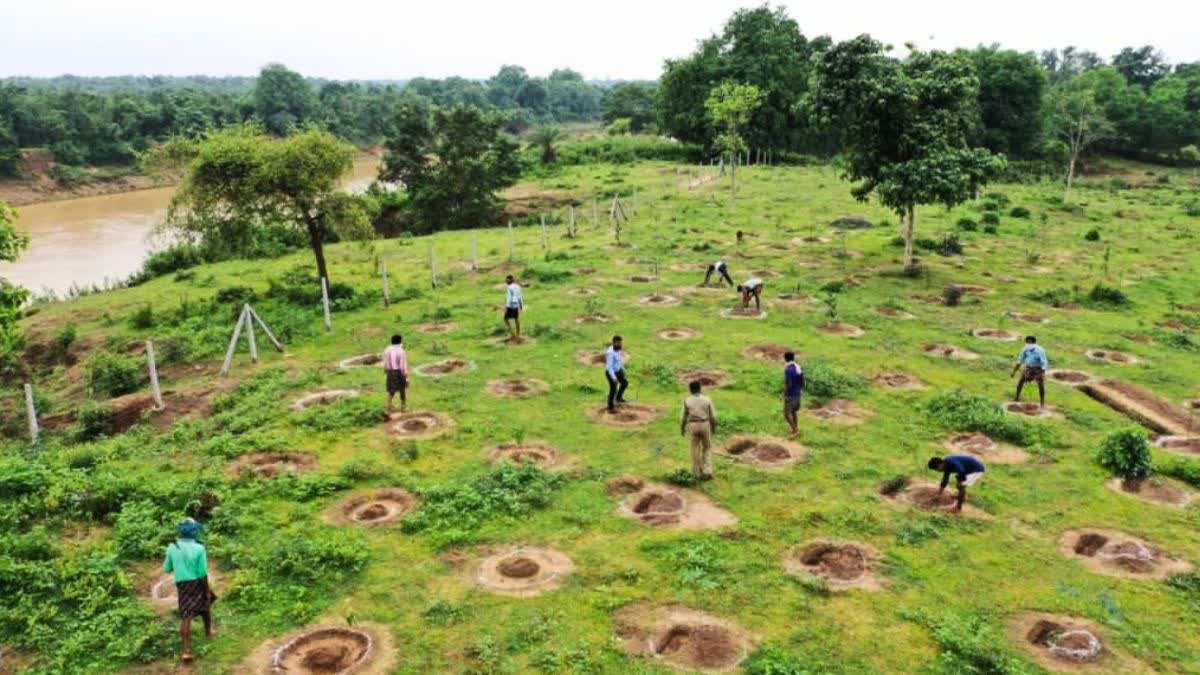 agro-forestry1