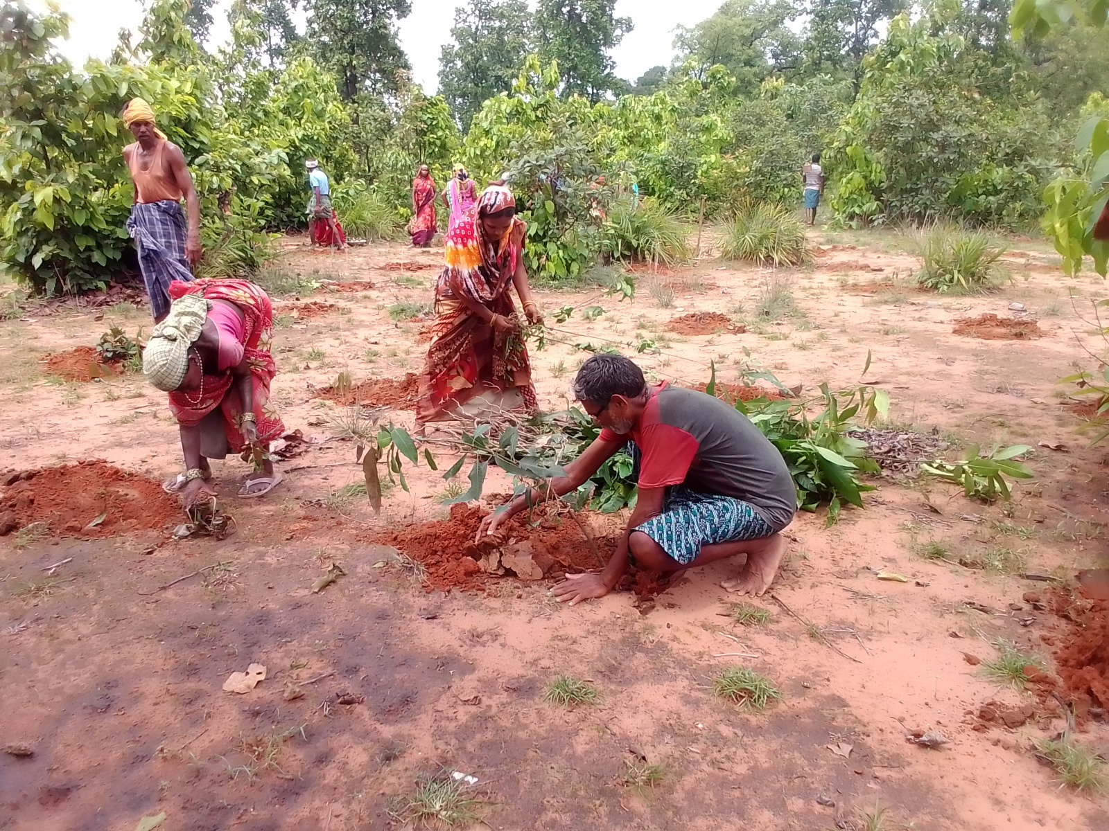 agro-forestry1